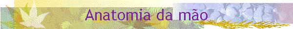 Anatomia da mo